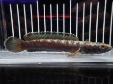 画像1: 【淡水魚】【通販】No1 チャンナ sp パルダリス(ブルームーンギャラクシースネークヘッド)【個体販売】(大型魚)(生体)(熱帯魚)NKO (1)