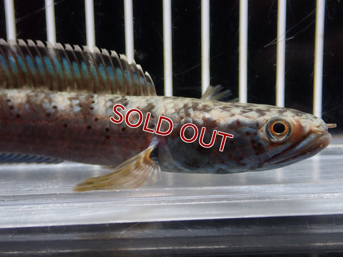画像2: 【淡水魚】【通販】No1 チャンナ sp パルダリス(ブルームーンギャラクシースネークヘッド)【個体販売】(大型魚)(生体)(熱帯魚)NKO (2)