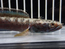 画像2: 【淡水魚】【通販】No1 チャンナ sp パルダリス(ブルームーンギャラクシースネークヘッド)【個体販売】(大型魚)(生体)(熱帯魚)NKO (2)