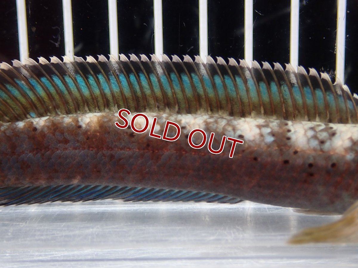 画像3: 【淡水魚】【通販】No1 チャンナ sp パルダリス(ブルームーンギャラクシースネークヘッド)【個体販売】(大型魚)(生体)(熱帯魚)NKO (3)