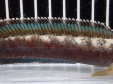 画像3: 【淡水魚】【通販】No1 チャンナ sp パルダリス(ブルームーンギャラクシースネークヘッド)【個体販売】(大型魚)(生体)(熱帯魚)NKO (3)