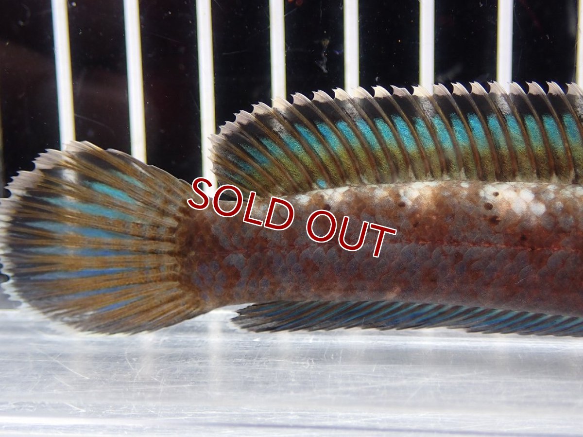 画像4: 【淡水魚】【通販】No1 チャンナ sp パルダリス(ブルームーンギャラクシースネークヘッド)【個体販売】(大型魚)(生体)(熱帯魚)NKO (4)