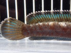 画像4: 【淡水魚】【通販】No1 チャンナ sp パルダリス(ブルームーンギャラクシースネークヘッド)【個体販売】(大型魚)(生体)(熱帯魚)NKO (4)