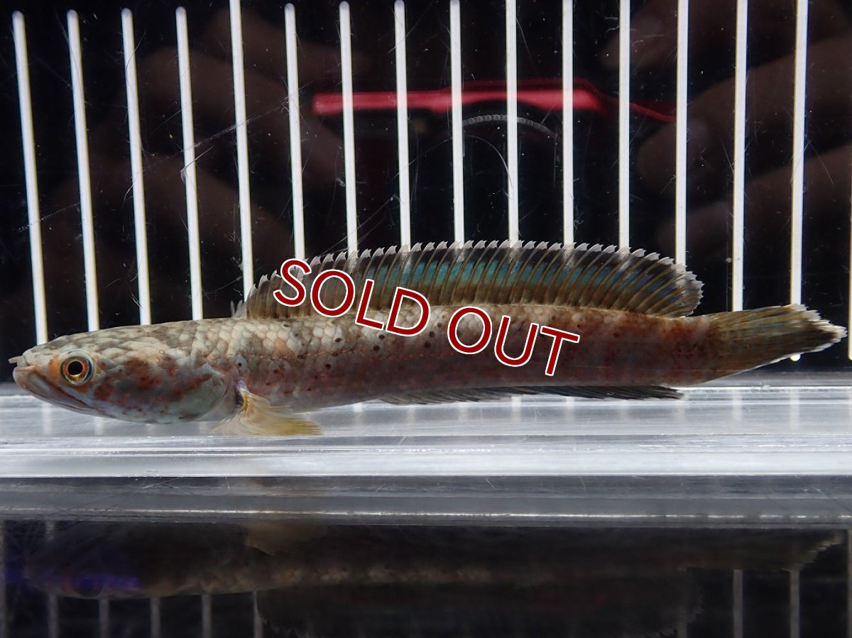 画像5: 【淡水魚】【通販】No1 チャンナ sp パルダリス(ブルームーンギャラクシースネークヘッド)【個体販売】(大型魚)(生体)(熱帯魚)NKO (5)