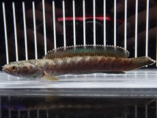 画像5: 【淡水魚】【通販】No1 チャンナ sp パルダリス(ブルームーンギャラクシースネークヘッド)【個体販売】(大型魚)(生体)(熱帯魚)NKO (5)