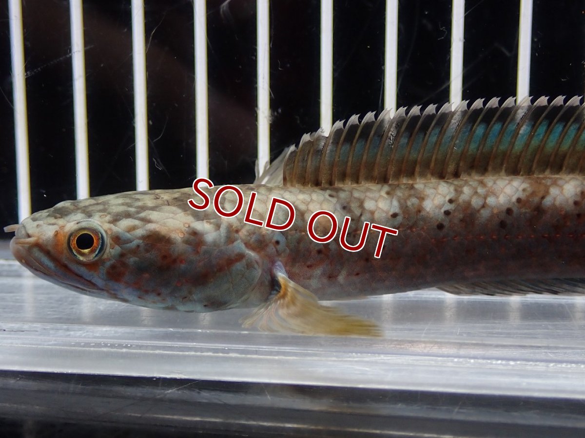 画像6: 【淡水魚】【通販】No1 チャンナ sp パルダリス(ブルームーンギャラクシースネークヘッド)【個体販売】(大型魚)(生体)(熱帯魚)NKO (6)