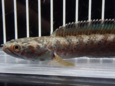 画像6: 【淡水魚】【通販】No1 チャンナ sp パルダリス(ブルームーンギャラクシースネークヘッド)【個体販売】(大型魚)(生体)(熱帯魚)NKO (6)