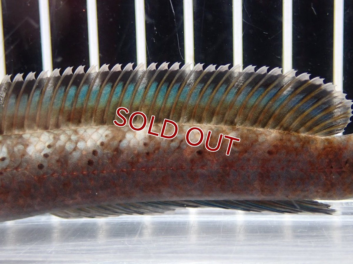 画像7: 【淡水魚】【通販】No1 チャンナ sp パルダリス(ブルームーンギャラクシースネークヘッド)【個体販売】(大型魚)(生体)(熱帯魚)NKO (7)