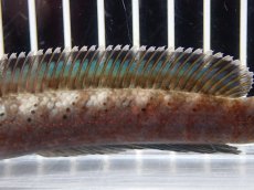 画像7: 【淡水魚】【通販】No1 チャンナ sp パルダリス(ブルームーンギャラクシースネークヘッド)【個体販売】(大型魚)(生体)(熱帯魚)NKO (7)