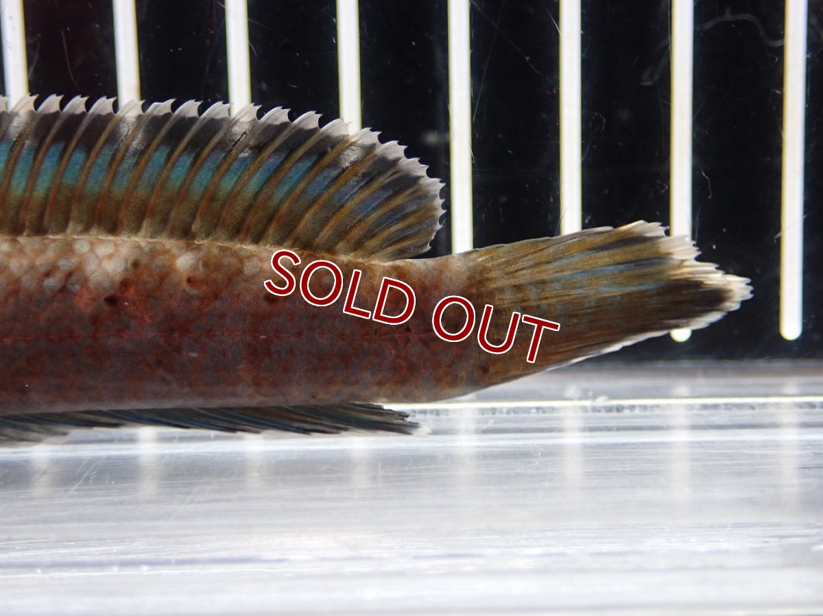 画像8: 【淡水魚】【通販】No1 チャンナ sp パルダリス(ブルームーンギャラクシースネークヘッド)【個体販売】(大型魚)(生体)(熱帯魚)NKO (8)