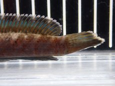 画像8: 【淡水魚】【通販】No1 チャンナ sp パルダリス(ブルームーンギャラクシースネークヘッド)【個体販売】(大型魚)(生体)(熱帯魚)NKO (8)
