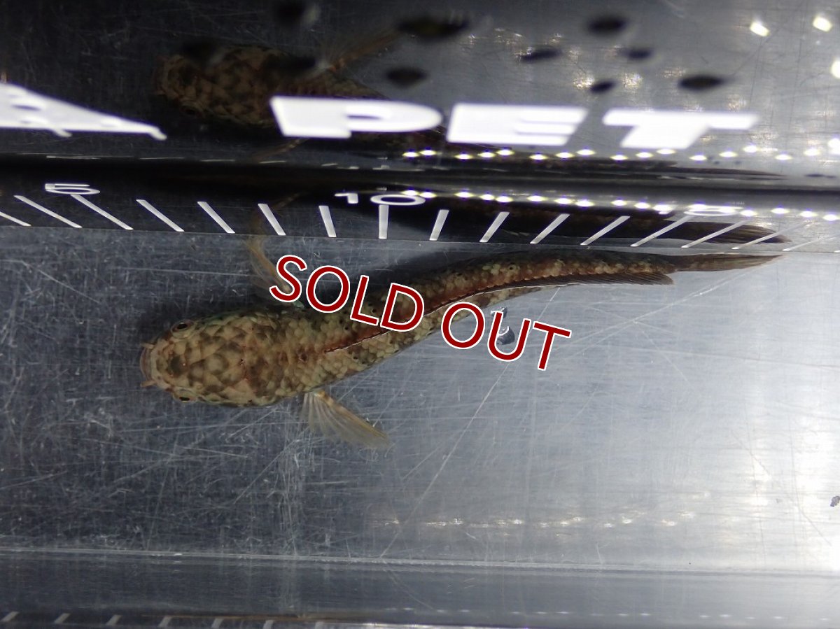 画像9: 【淡水魚】【通販】No1 チャンナ sp パルダリス(ブルームーンギャラクシースネークヘッド)【個体販売】(大型魚)(生体)(熱帯魚)NKO (9)