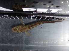 画像9: 【淡水魚】【通販】No1 チャンナ sp パルダリス(ブルームーンギャラクシースネークヘッド)【個体販売】(大型魚)(生体)(熱帯魚)NKO (9)