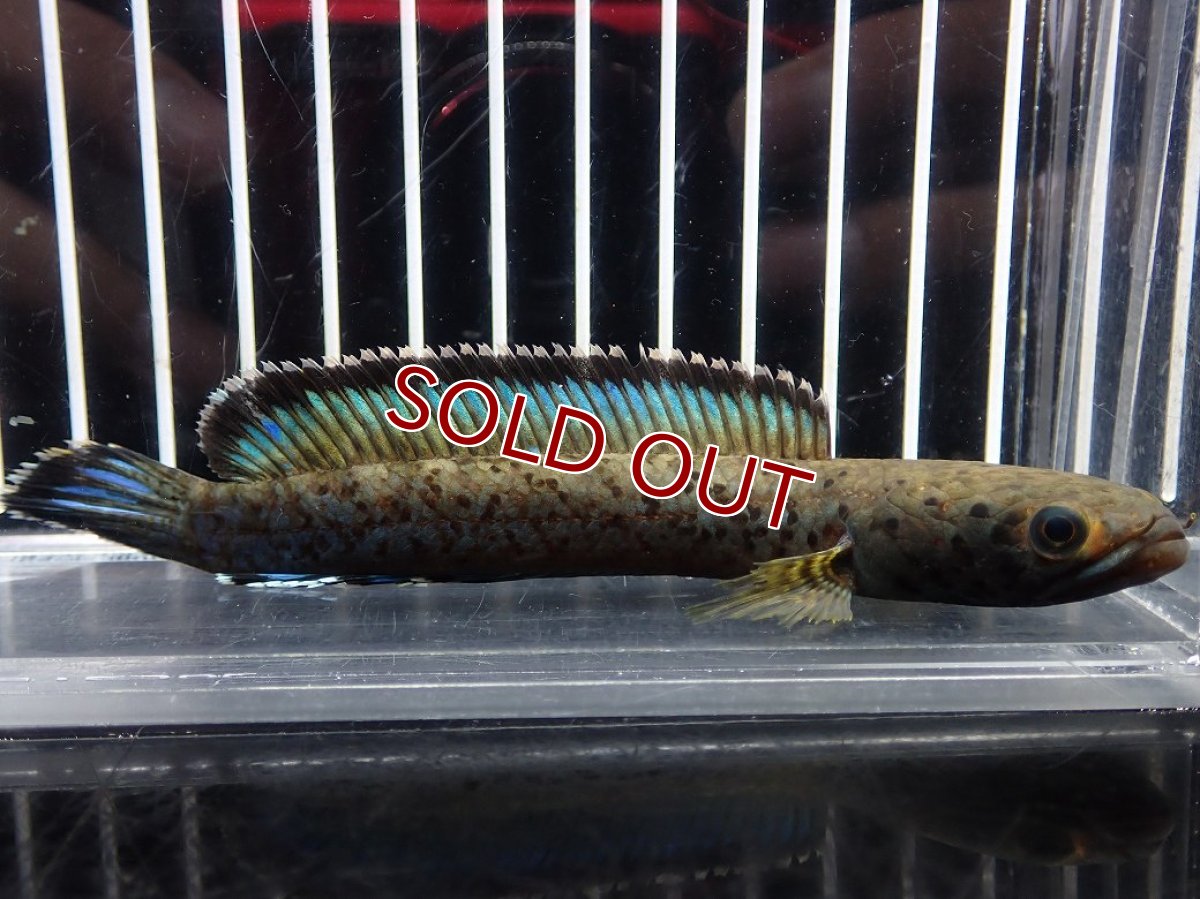 画像1: 【淡水魚】【通販】No2 チャンナ sp パルダリス(ブルームーンギャラクシースネークヘッド)【個体販売】(大型魚)(生体)(熱帯魚)NKO (1)