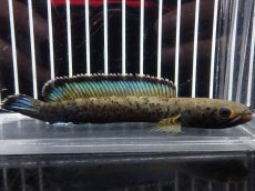 画像1: 【淡水魚】【通販】No2 チャンナ sp パルダリス(ブルームーンギャラクシースネークヘッド)【個体販売】(大型魚)(生体)(熱帯魚)NKO (1)