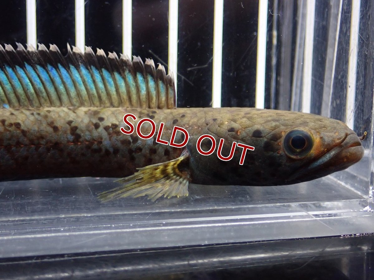 画像2: 【淡水魚】【通販】No2 チャンナ sp パルダリス(ブルームーンギャラクシースネークヘッド)【個体販売】(大型魚)(生体)(熱帯魚)NKO (2)