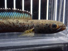 画像2: 【淡水魚】【通販】No2 チャンナ sp パルダリス(ブルームーンギャラクシースネークヘッド)【個体販売】(大型魚)(生体)(熱帯魚)NKO (2)
