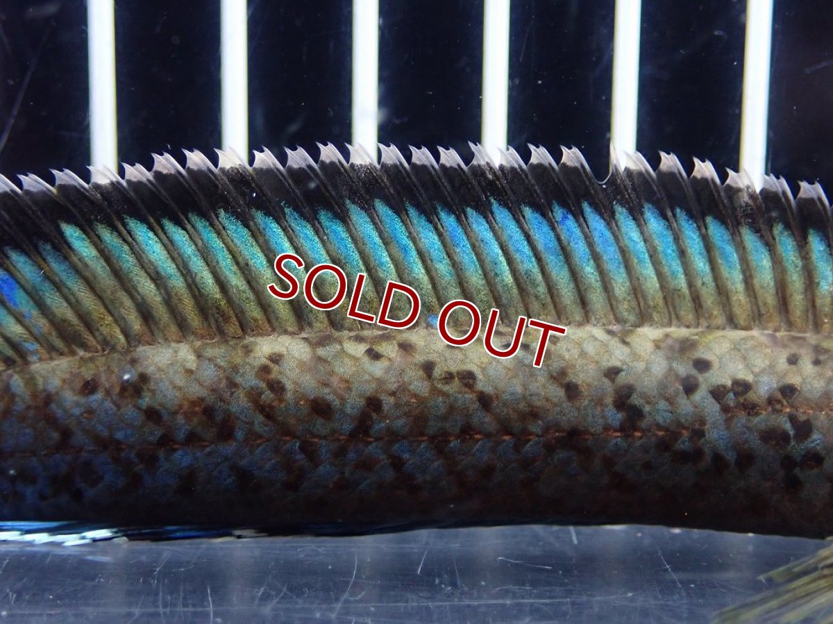 画像3: 【淡水魚】【通販】No2 チャンナ sp パルダリス(ブルームーンギャラクシースネークヘッド)【個体販売】(大型魚)(生体)(熱帯魚)NKO (3)