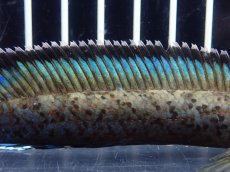 画像3: 【淡水魚】【通販】No2 チャンナ sp パルダリス(ブルームーンギャラクシースネークヘッド)【個体販売】(大型魚)(生体)(熱帯魚)NKO (3)