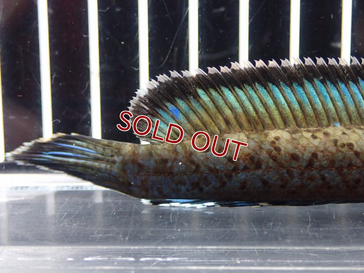 画像4: 【淡水魚】【通販】No2 チャンナ sp パルダリス(ブルームーンギャラクシースネークヘッド)【個体販売】(大型魚)(生体)(熱帯魚)NKO (4)