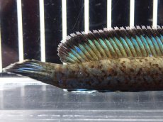 画像4: 【淡水魚】【通販】No2 チャンナ sp パルダリス(ブルームーンギャラクシースネークヘッド)【個体販売】(大型魚)(生体)(熱帯魚)NKO (4)