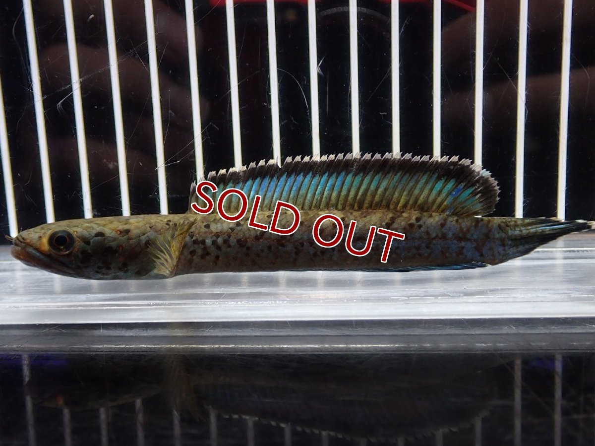 画像5: 【淡水魚】【通販】No2 チャンナ sp パルダリス(ブルームーンギャラクシースネークヘッド)【個体販売】(大型魚)(生体)(熱帯魚)NKO (5)