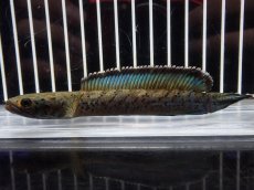 画像5: 【淡水魚】【通販】No2 チャンナ sp パルダリス(ブルームーンギャラクシースネークヘッド)【個体販売】(大型魚)(生体)(熱帯魚)NKO (5)