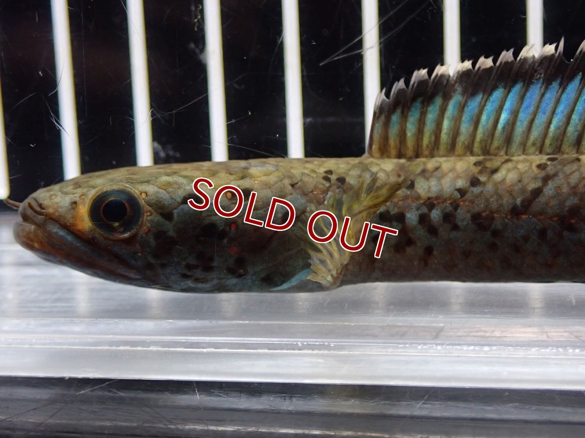 画像6: 【淡水魚】【通販】No2 チャンナ sp パルダリス(ブルームーンギャラクシースネークヘッド)【個体販売】(大型魚)(生体)(熱帯魚)NKO (6)