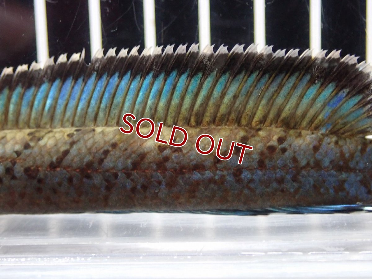 画像7: 【淡水魚】【通販】No2 チャンナ sp パルダリス(ブルームーンギャラクシースネークヘッド)【個体販売】(大型魚)(生体)(熱帯魚)NKO (7)