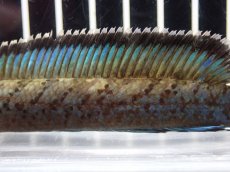 画像7: 【淡水魚】【通販】No2 チャンナ sp パルダリス(ブルームーンギャラクシースネークヘッド)【個体販売】(大型魚)(生体)(熱帯魚)NKO (7)