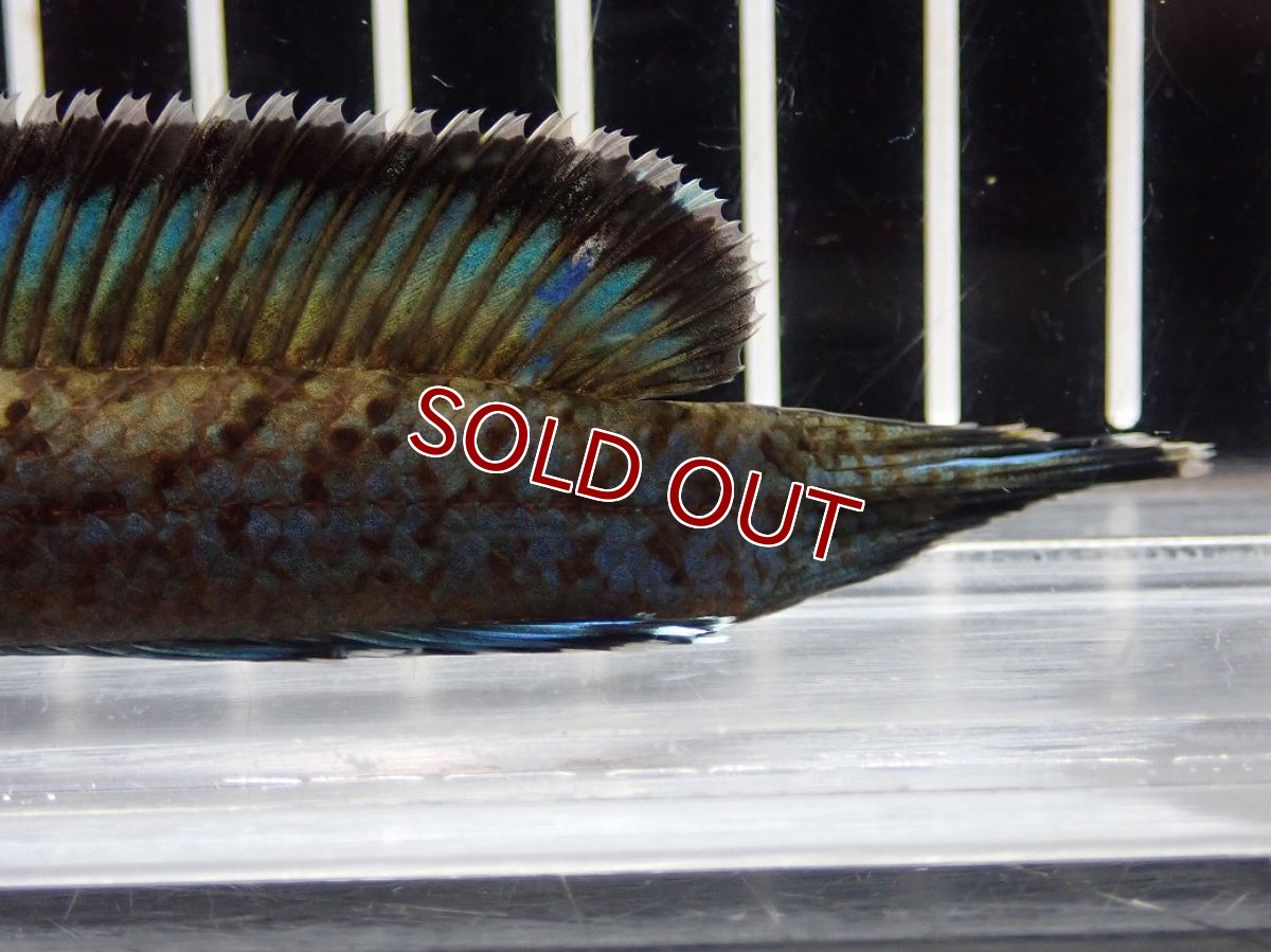 画像8: 【淡水魚】【通販】No2 チャンナ sp パルダリス(ブルームーンギャラクシースネークヘッド)【個体販売】(大型魚)(生体)(熱帯魚)NKO (8)