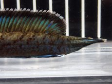 画像8: 【淡水魚】【通販】No2 チャンナ sp パルダリス(ブルームーンギャラクシースネークヘッド)【個体販売】(大型魚)(生体)(熱帯魚)NKO (8)