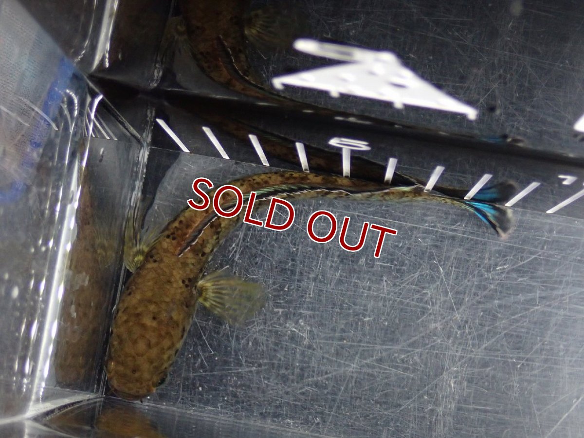 画像9: 【淡水魚】【通販】No2 チャンナ sp パルダリス(ブルームーンギャラクシースネークヘッド)【個体販売】(大型魚)(生体)(熱帯魚)NKO (9)