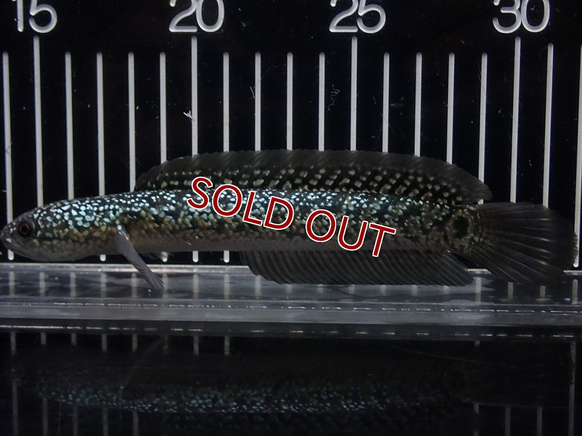 画像1: 【淡水魚】【通販】No1 上物個体 スターダストダイヤモンドコウイタ【個体販売】(±16cm)(大型魚・スネークヘッド)(生体)(熱帯魚)NKO (1)
