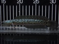 画像1: 【淡水魚】【通販】No1 上物個体 スターダストダイヤモンドコウイタ【個体販売】(±16cm)(大型魚・スネークヘッド)(生体)(熱帯魚)NKO (1)