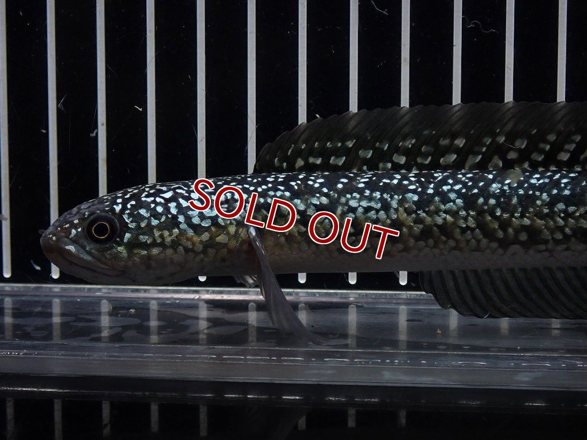 画像2: 【淡水魚】【通販】No1 上物個体 スターダストダイヤモンドコウイタ【個体販売】(±16cm)(大型魚・スネークヘッド)(生体)(熱帯魚)NKO (2)