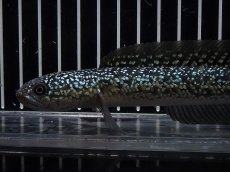 画像2: 【淡水魚】【通販】No1 上物個体 スターダストダイヤモンドコウイタ【個体販売】(±16cm)(大型魚・スネークヘッド)(生体)(熱帯魚)NKO (2)
