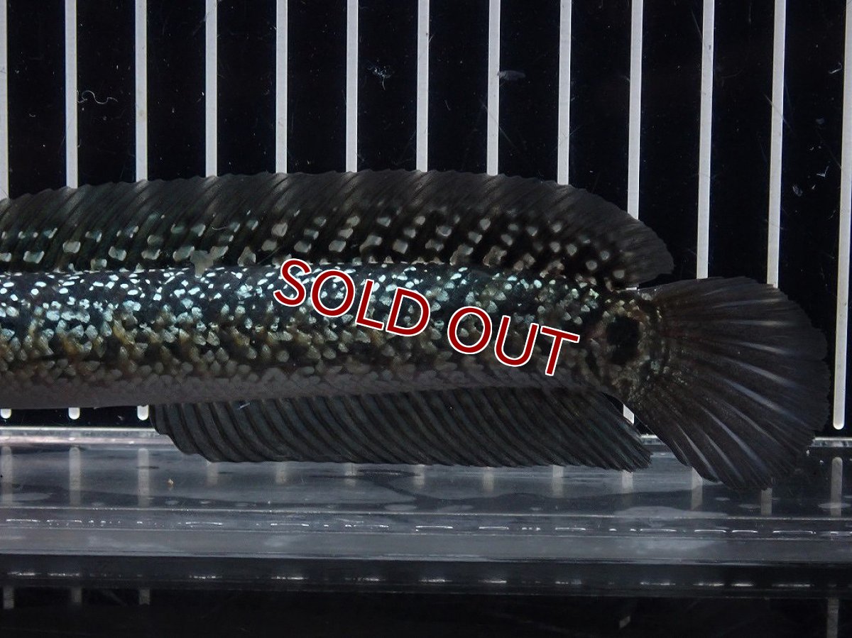 画像3: 【淡水魚】【通販】No1 上物個体 スターダストダイヤモンドコウイタ【個体販売】(±16cm)(大型魚・スネークヘッド)(生体)(熱帯魚)NKO (3)