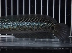 画像3: 【淡水魚】【通販】No1 上物個体 スターダストダイヤモンドコウイタ【個体販売】(±16cm)(大型魚・スネークヘッド)(生体)(熱帯魚)NKO (3)