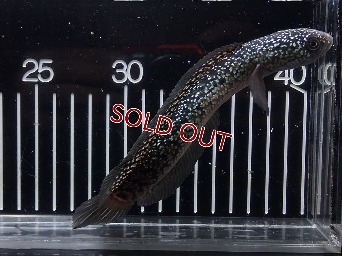 画像4: 【淡水魚】【通販】No1 上物個体 スターダストダイヤモンドコウイタ【個体販売】(±16cm)(大型魚・スネークヘッド)(生体)(熱帯魚)NKO (4)