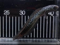 画像4: 【淡水魚】【通販】No1 上物個体 スターダストダイヤモンドコウイタ【個体販売】(±16cm)(大型魚・スネークヘッド)(生体)(熱帯魚)NKO (4)