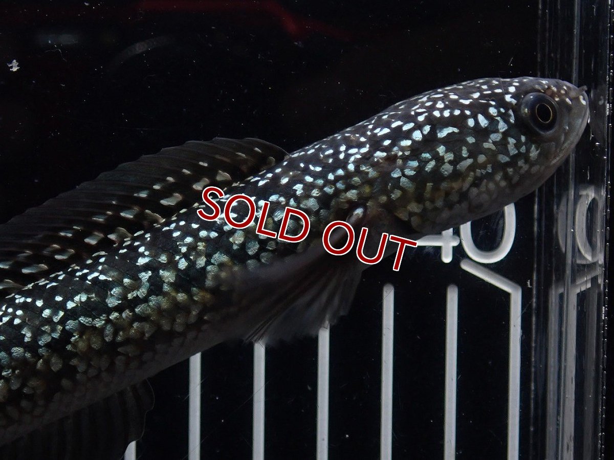 画像5: 【淡水魚】【通販】No1 上物個体 スターダストダイヤモンドコウイタ【個体販売】(±16cm)(大型魚・スネークヘッド)(生体)(熱帯魚)NKO (5)