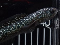 画像5: 【淡水魚】【通販】No1 上物個体 スターダストダイヤモンドコウイタ【個体販売】(±16cm)(大型魚・スネークヘッド)(生体)(熱帯魚)NKO (5)