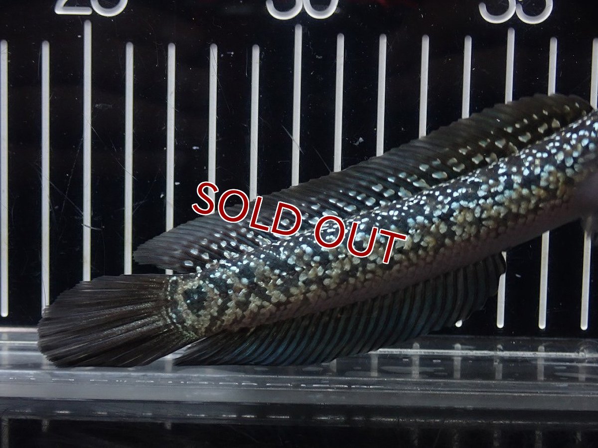 画像6: 【淡水魚】【通販】No1 上物個体 スターダストダイヤモンドコウイタ【個体販売】(±16cm)(大型魚・スネークヘッド)(生体)(熱帯魚)NKO (6)