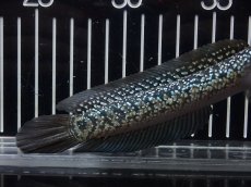 画像6: 【淡水魚】【通販】No1 上物個体 スターダストダイヤモンドコウイタ【個体販売】(±16cm)(大型魚・スネークヘッド)(生体)(熱帯魚)NKO (6)