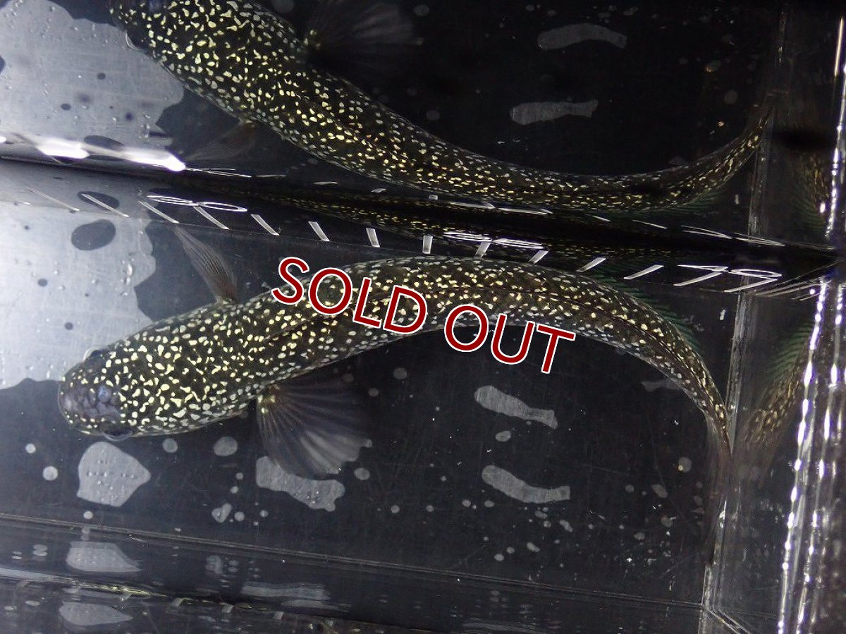 画像7: 【淡水魚】【通販】No1 上物個体 スターダストダイヤモンドコウイタ【個体販売】(±16cm)(大型魚・スネークヘッド)(生体)(熱帯魚)NKO (7)