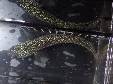 画像7: 【淡水魚】【通販】No1 上物個体 スターダストダイヤモンドコウイタ【個体販売】(±16cm)(大型魚・スネークヘッド)(生体)(熱帯魚)NKO (7)