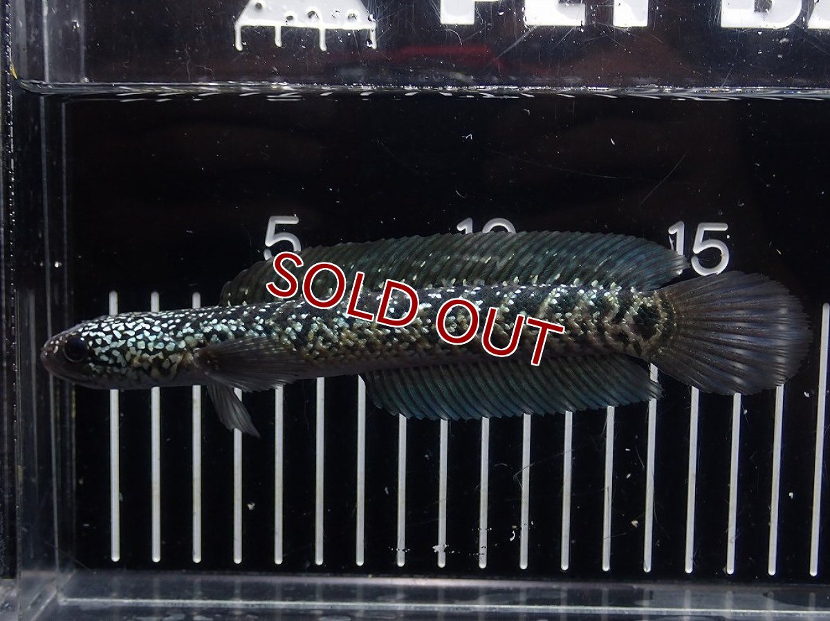 画像1: 【淡水魚】【通販】No2 上物個体 スターダストダイヤモンドコウイタ【個体販売】(±16cm)(大型魚・スネークヘッド)(生体)(熱帯魚)NKO (1)