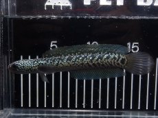 画像1: 【淡水魚】【通販】No2 上物個体 スターダストダイヤモンドコウイタ【個体販売】(±16cm)(大型魚・スネークヘッド)(生体)(熱帯魚)NKO (1)