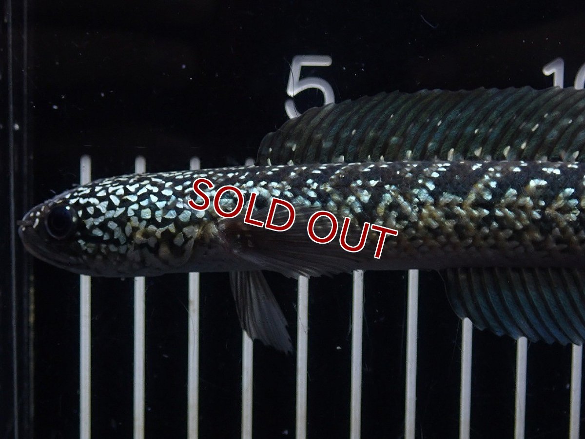 画像2: 【淡水魚】【通販】No2 上物個体 スターダストダイヤモンドコウイタ【個体販売】(±16cm)(大型魚・スネークヘッド)(生体)(熱帯魚)NKO (2)